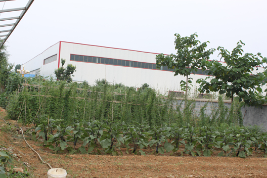 公司食堂綠色有機蔬菜基地